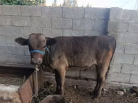 Bou, Bovine — foto 5