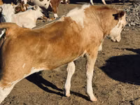 公牛, Cattle — 照片 1