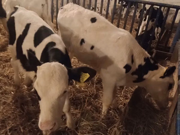 황소, Russian Black pied cattle