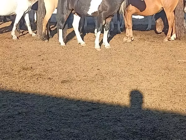Horse (M), Horses