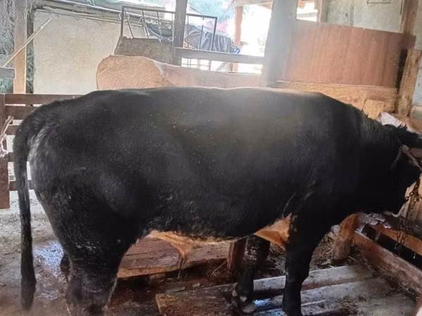 Bull, Belgian Blue — Kazakhstan