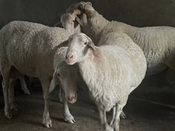 Vædder, Assaf sheep