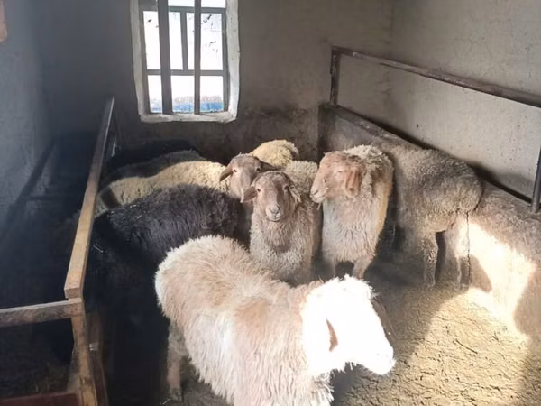 Ram, Sheep — Kazakhstan