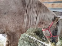 Horse (M), Horses — photo 7