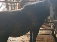 Kůň, Koně — foto 1