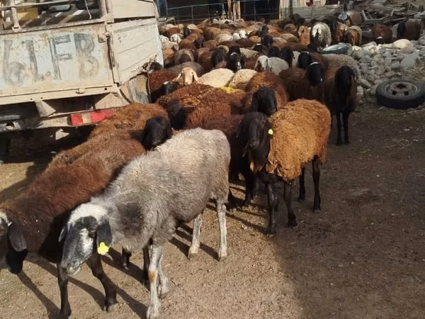 Biri-biri betina, Sheep