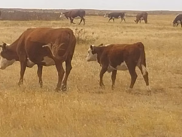 Cow, Latvian Blue cattle — Kazakhstan
