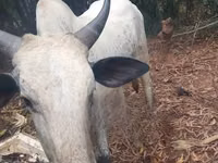 Mucca, Bovini — foto 4