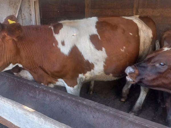 Cow, Simmental cattle — Kazakhstan