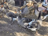 Geese — zdjęcie 2