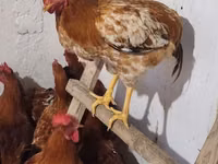 Chickens — รูปภาพ 5