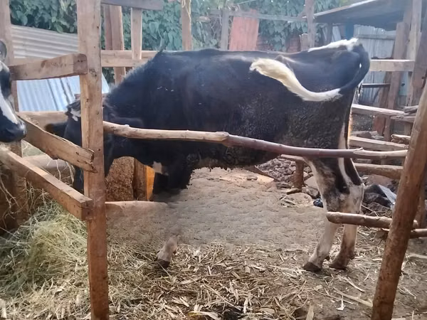 Ko, Holstein-race — Kenya