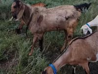 Billy Goat, Nubian Goat — photo 1