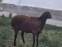 Πρόβατο, Πρόβατα — φωτογραφία 3