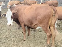 Cow, Latvian Blue cattle — photo 2