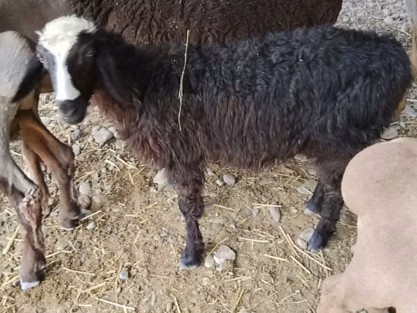 Sheep, Sheep — Kyrgyzstan