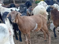 母山羊, Goats — 照片 3