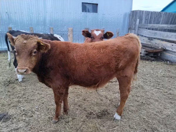 Bull, Cattle — Kazakhstan
