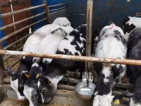 Bovini (lotto, sesso non specificato), Simmental cattle — foto 3