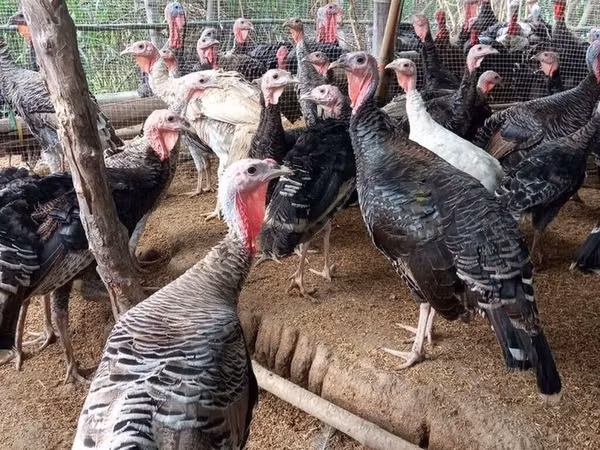 Turkeys — Kyrgyzstan