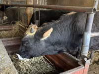 Bull, Aberdeen-Angus — photo 4