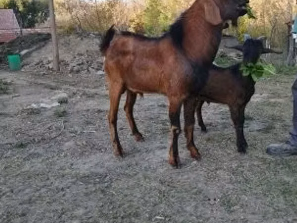Taka, Nubian Goat