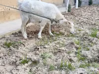 بز ماده, Alpine goat — عکس 4