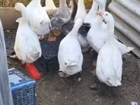 Geese — 사진 2