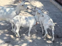 Goat, Russian White goat — photo 1