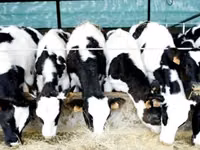 Banteng, Holstein breed — foto 8