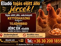 Chickens — تصویر 4