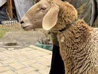 Owca, Arashan sheep — zdjęcie 2