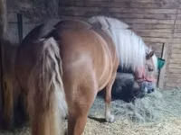 Mare, Horses — photo 6