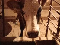 Vaca, Bovinos — foto 4