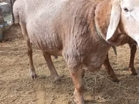 Ram, Edilbay sheep — photo 1