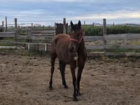 Ձի, Thoroughbred horse — լուսանկար 1