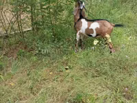 Kambing jantan, Nubian Goat — foto 3