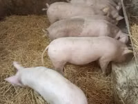 Schweine (Partie, Geschlecht nicht angegeben), Schweine — Foto 1