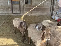 Får, Rhon sheep — foto 4