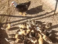 Ducks — photo 2