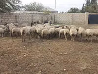Ram, Sheep — photo 1