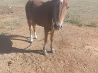 Horse (M), Kazakh horse — photo 4