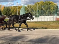 Kůň, Koně — foto 6