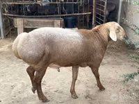 Ram, Sheep — photo 1