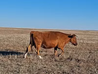 Cow, Simmental cattle — photo 4