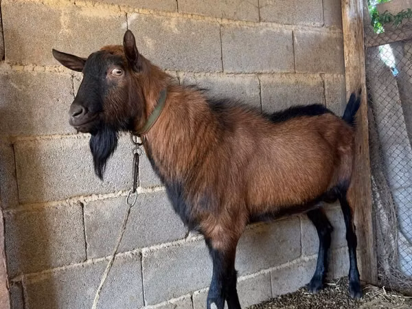 Goat, Alpine goat — Kazakhstan