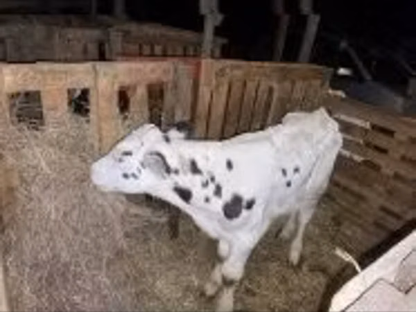 ثور, سلالة هولشتاين