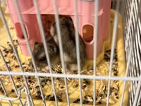 3 eded hamster qefes ve apilkasi ile birlikde verirem 2 eded bala — foto 4