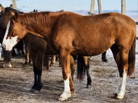 Mare, Thoroughbred horse — photo 4