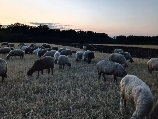 Sheep, Sheep — Moldova